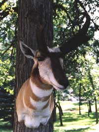 Antelope