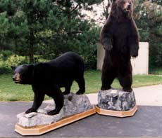 Bears