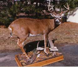 Deer