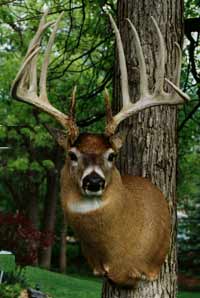 Deerhead