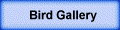 Bird Gallery