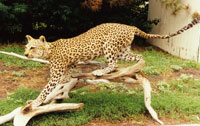 Cheetah