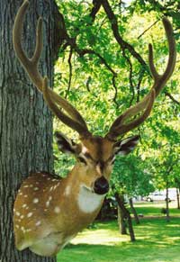 Deer