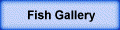 Fish Gallery
