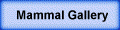 Mammal Gallery
