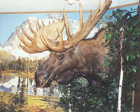 Moose