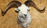 Ram